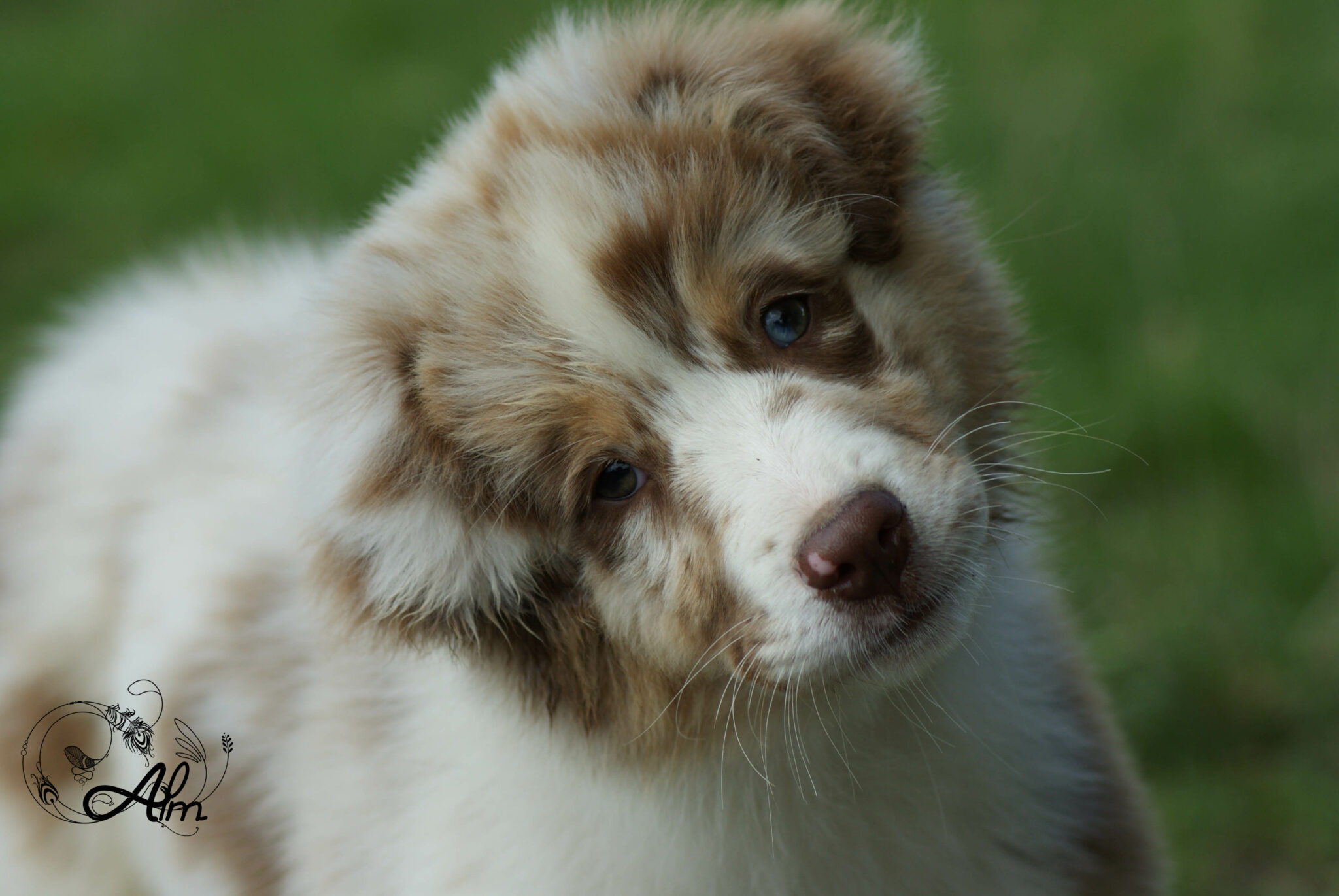 Is an aussie right for you ? Of Angel'Crossings