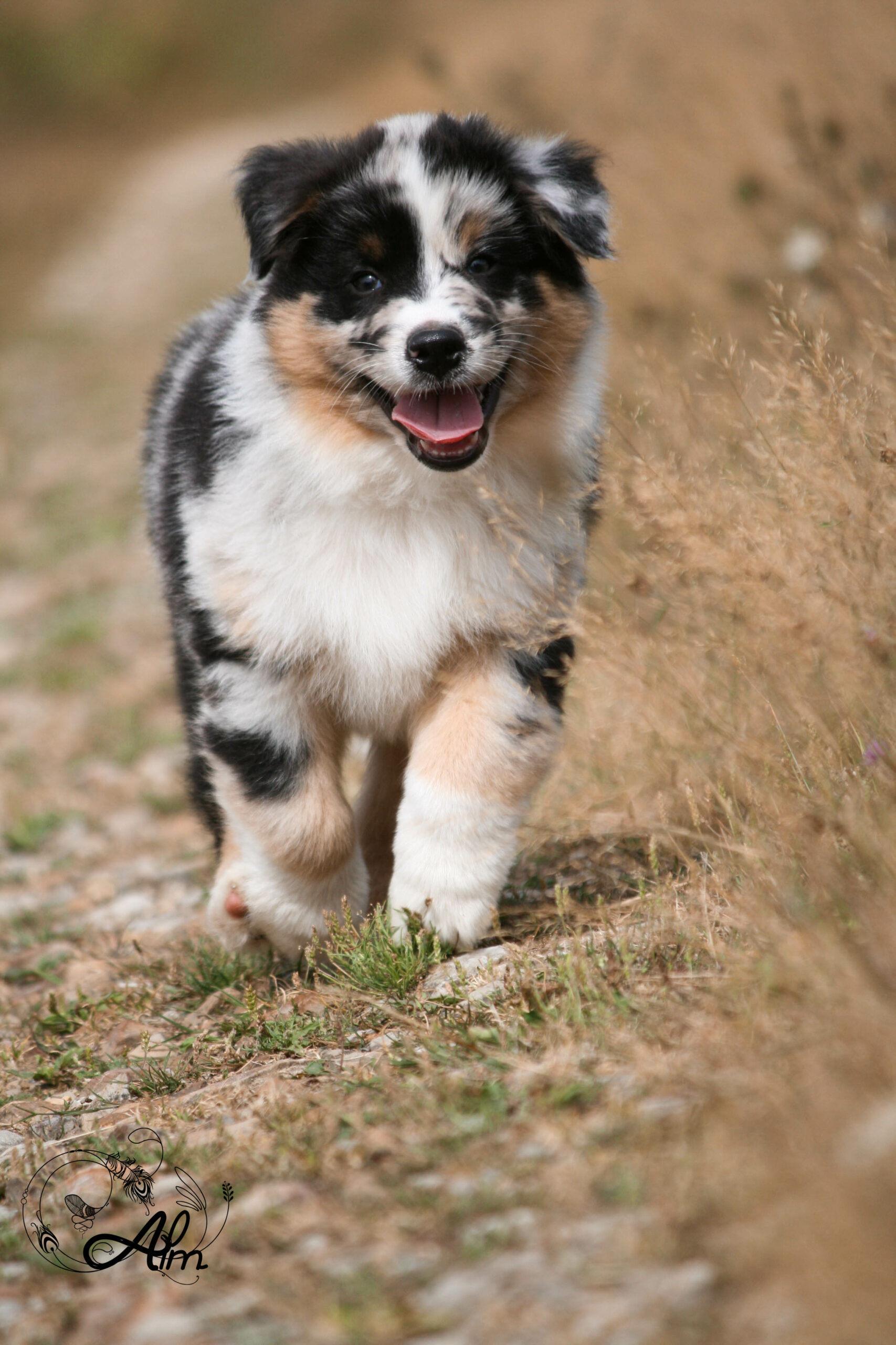 Cruise Of Angel'Crossings